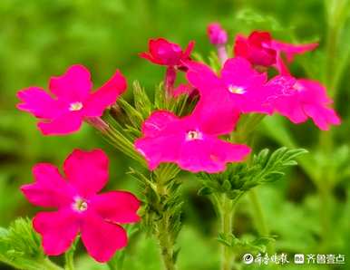 如何修剪美樱花后，什么是美樱花？