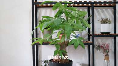 冬天发财树怕冻吗？冬天发财树怎么养？