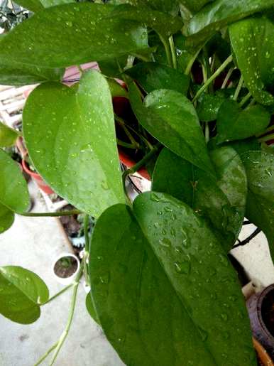 北方室内适合养什么植物，北方室内适合养什么植物