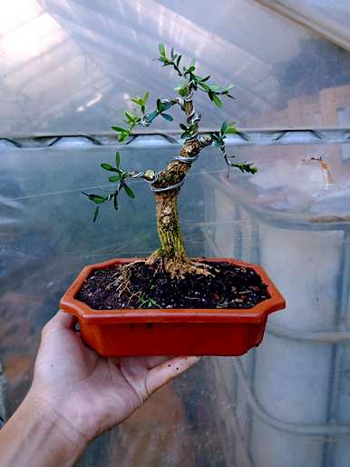黄荆枯死的补救方法，枯死的黄荆老桩能做什么？
