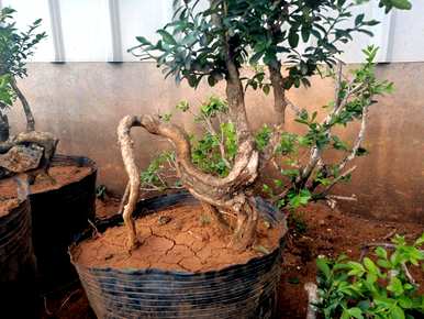 黄荆枯死的补救方法，枯死的黄荆老桩能做什么？