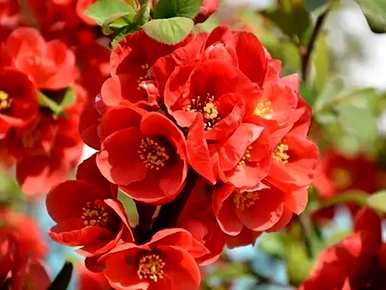 花中仙海棠花语，花中仙海棠花语