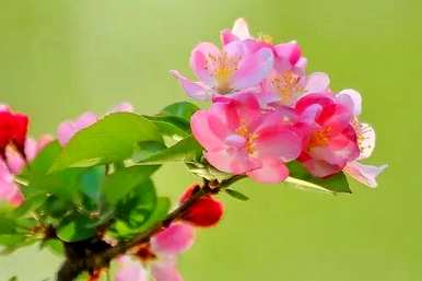 花中仙海棠花语，花中仙海棠花语