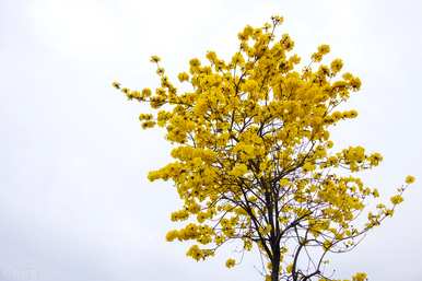 风铃木花语是什么意思？紫花风铃木花语是什么？