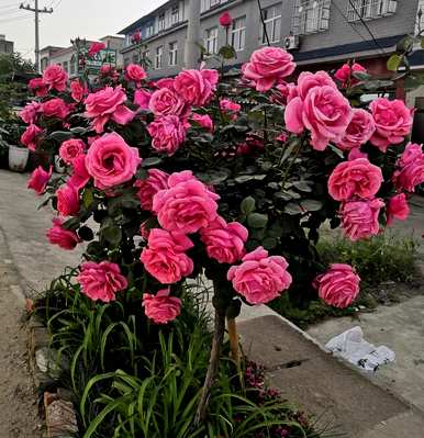 什么颜色代表爱情，什么颜色代表月季花？