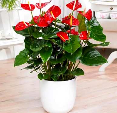 怎样养红掌才能开花，室内养红掌不开花怎么办？