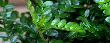 香木养殖方法，绿色植物香木养殖方法