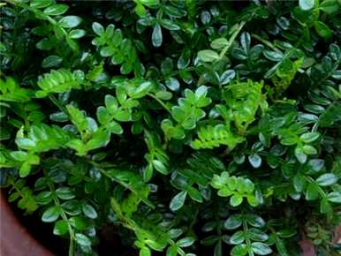 香木养殖方法，绿色植物香木养殖方法