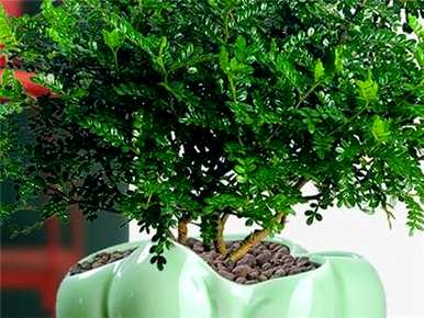 香木养殖方法，绿色植物香木养殖方法