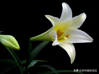 盆栽植物室内香水百合，香水百合适合室内养吗？