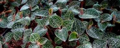 广东金线莲种植基地金线莲种植技术方法