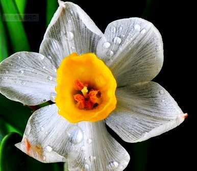 水仙不开花的原因是什么？水仙不开花的原因是什么？