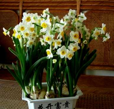 水仙不开花的原因是什么？水仙不开花的原因是什么？