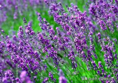 什么季节薰衣草开花，杭州熏衣草开花时间？