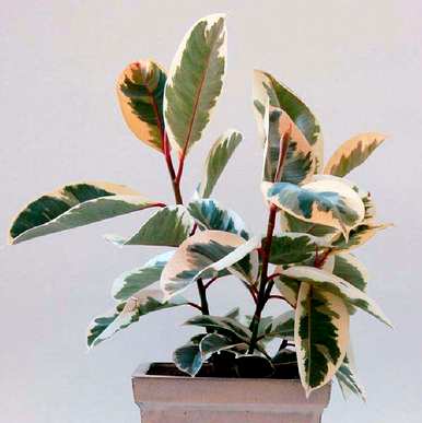 芋头观叶植物有哪些，常见的观叶植物有哪些？