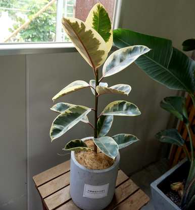 芋头观叶植物有哪些，常见的观叶植物有哪些？