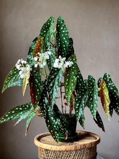 芋头观叶植物有哪些，常见的观叶植物有哪些？