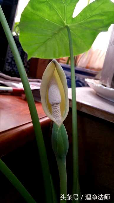 滴水观音开花的迹象是什么，滴水观音开花的迹象是什么？