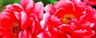 牡丹花盆栽怎么种，牡丹花怎么种