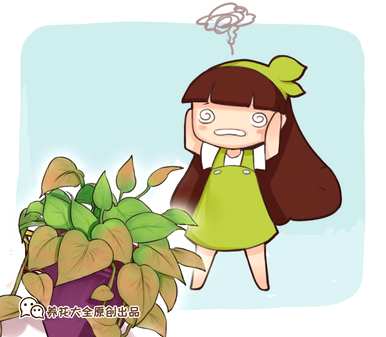水培绿萝卜叶子变黄的原因是什么？水培绿萝卜叶子变黄的原因是什么？