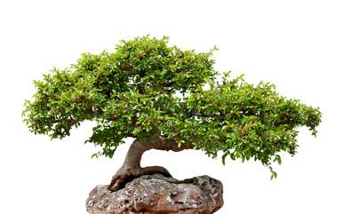 北方提根榆树盆景容易养吗？如何养榆树盆景？
