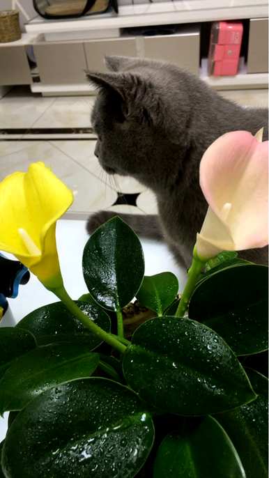 如何让马蹄莲快速开花，如何养马蹄莲开花？