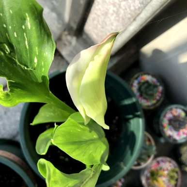 如何让马蹄莲快速开花，如何养马蹄莲开花？