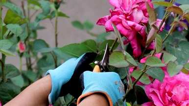 如何养月季花，如何养月季花？