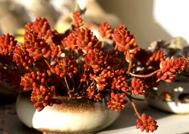 多肉植物如何扦插才能活，多肉植物如何扦插才能活
