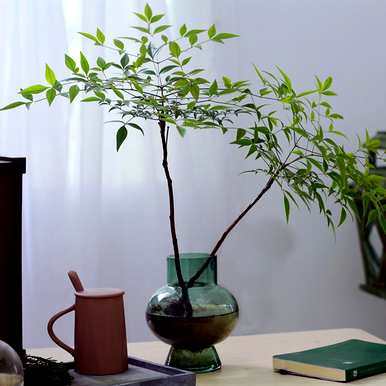 鍗楀ぉ绔瑰彲浠ラ南天？