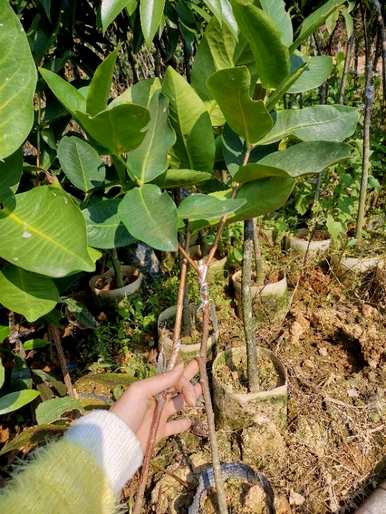 莲雾种植多久开花结果，盆栽种植多久开花结果