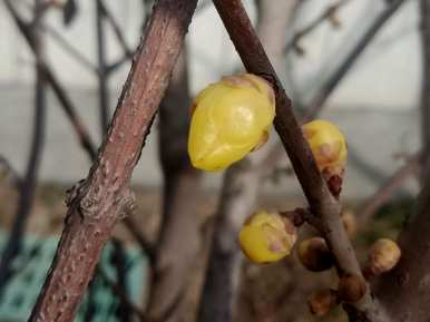 腊梅花怎么开花早，腊梅花什么时候开花？