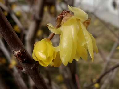 腊梅花怎么开花早，腊梅花什么时候开花？