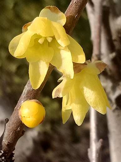 腊梅花怎么开花早，腊梅花什么时候开花？