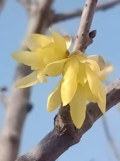 腊梅花怎么开花早，腊梅花什么时候开花？