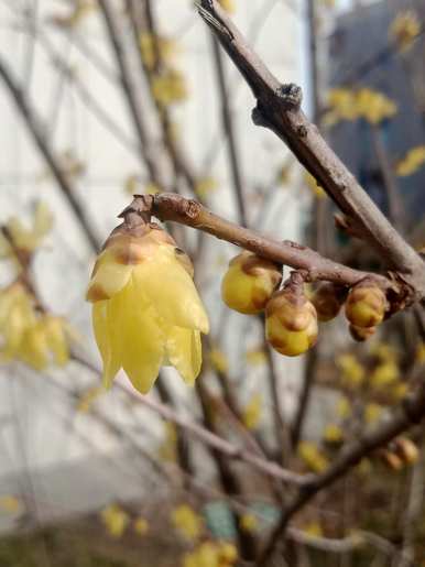 腊梅花怎么开花早，腊梅花什么时候开花？