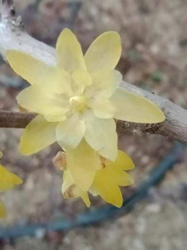 腊梅花怎么开花早，腊梅花什么时候开花？
