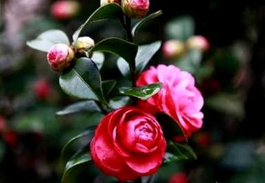 四季茶花容易养吗？四季杜鹃花北方容易养吗？