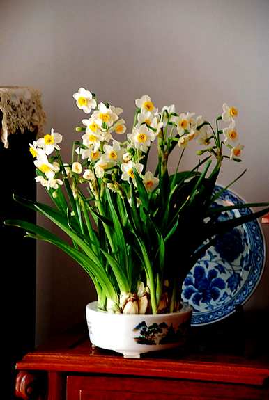 水仙花的生长变化图，水仙花的生长变化是什么？