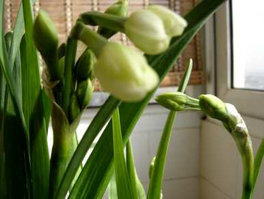 水仙花的生长变化图，水仙花的生长变化是什么？