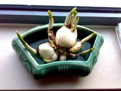 水仙花的生长变化图，水仙花的生长变化是什么？