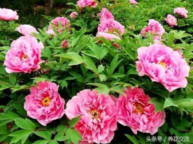 什么是小灌木植物，什么是小灌木植物的图片