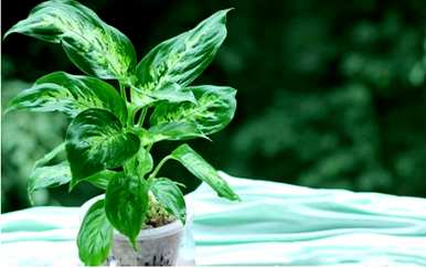 什么是适合锦鲤的水生植物，室内水生植物？