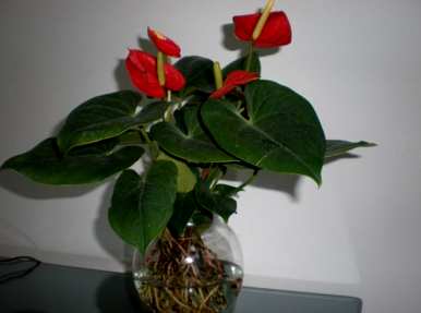 什么是适合锦鲤的水生植物，室内水生植物？