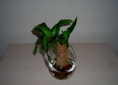 什么是适合锦鲤的水生植物，室内水生植物？