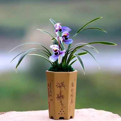 什么花完全不需要阳光，什么花完全不需要阳光