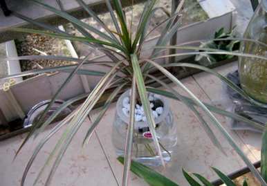 什么是适合锦鲤的水生植物，室内水生植物？