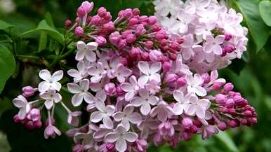 六月开什么花？六月开什么花？