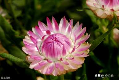 秋花有哪些特点，秋花有哪些特点？