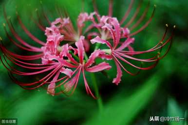 秋花有哪些特点，秋花有哪些特点？